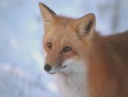 Renard