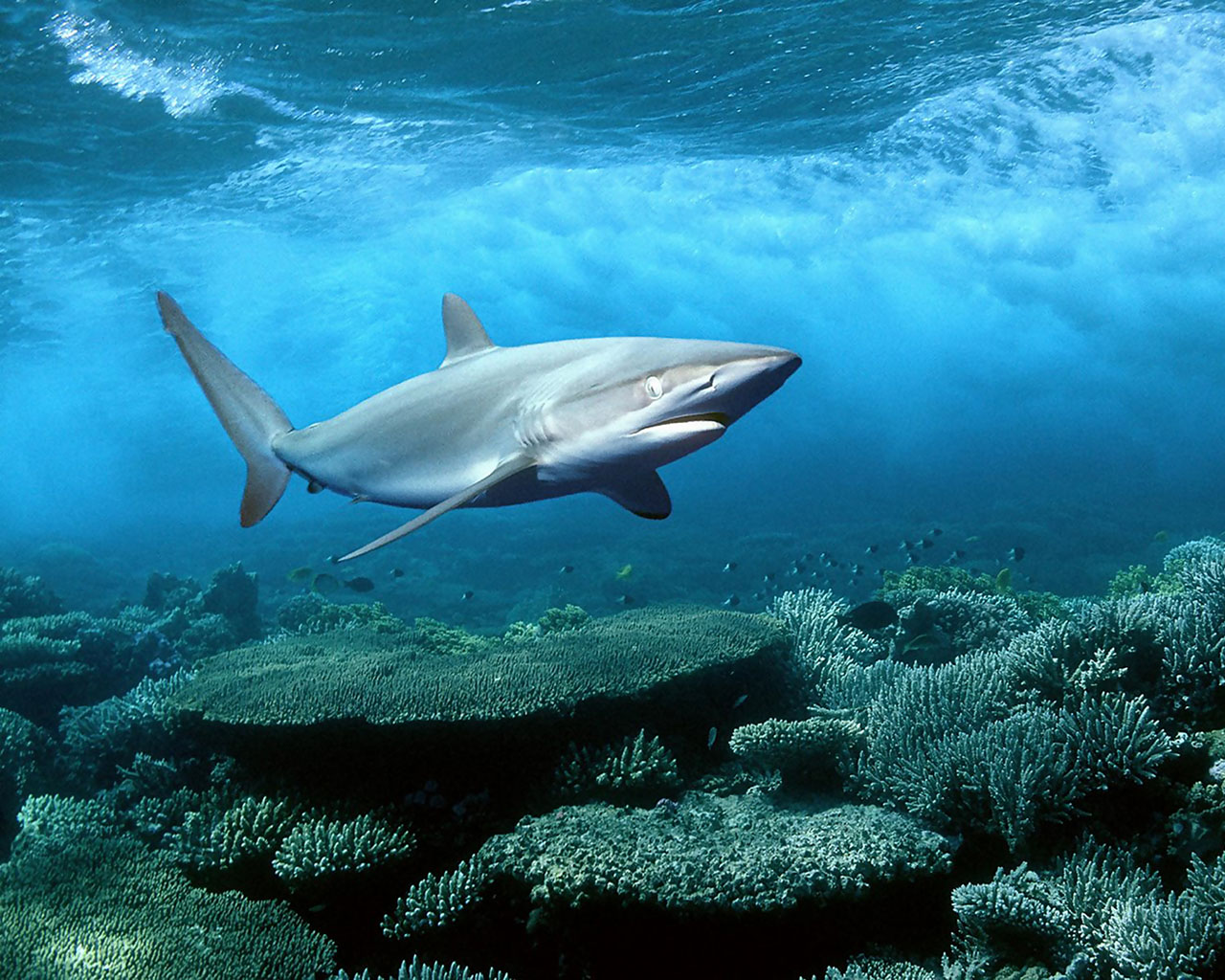 Fond d'ecran Shark Requin blanc