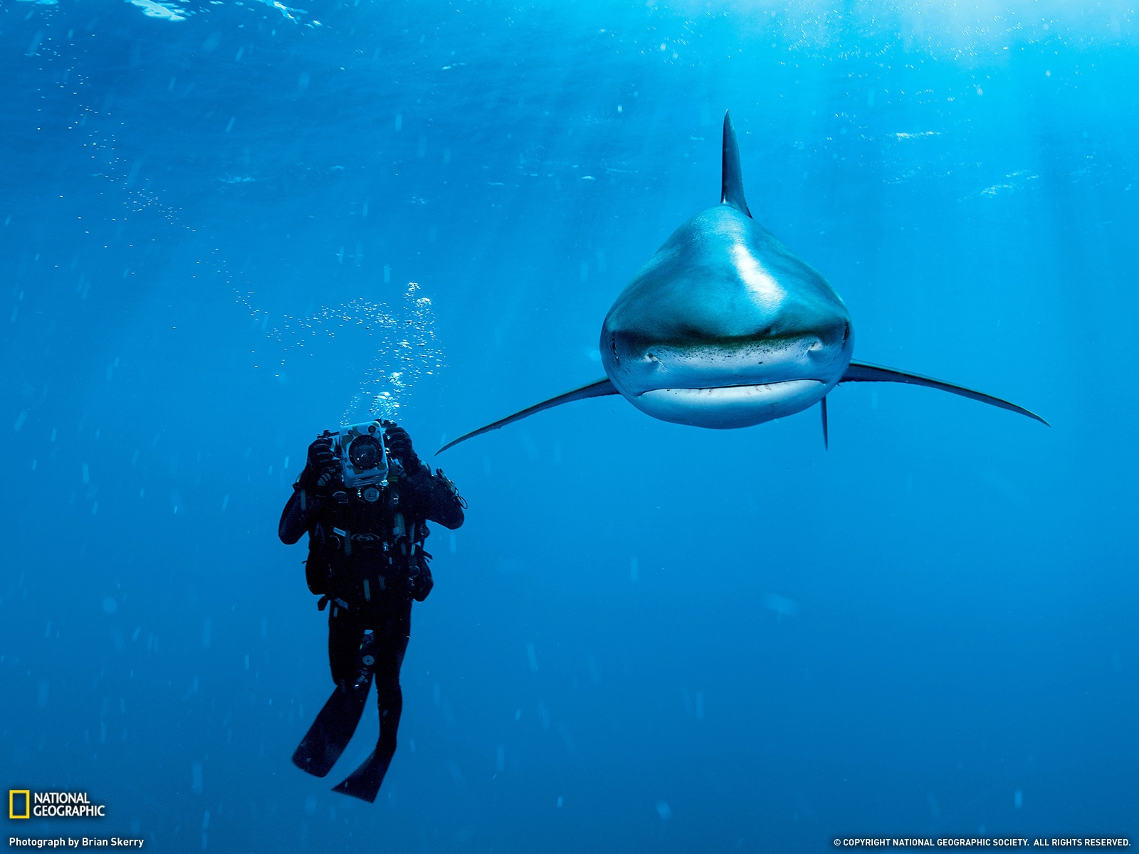 Fond d'ecran Attention au requin