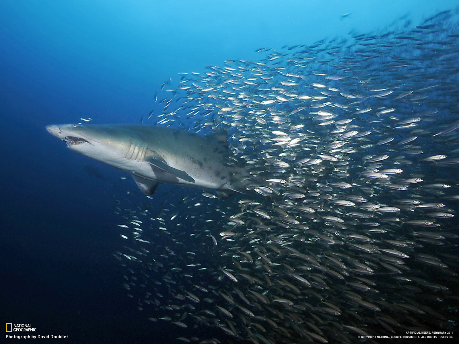 Fond d'ecran Requin et banc de poissons