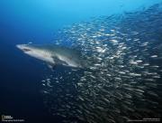 Requin et banc de poissons