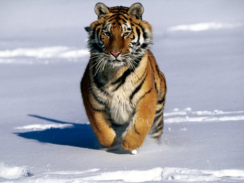Fond d'ecran Tigre