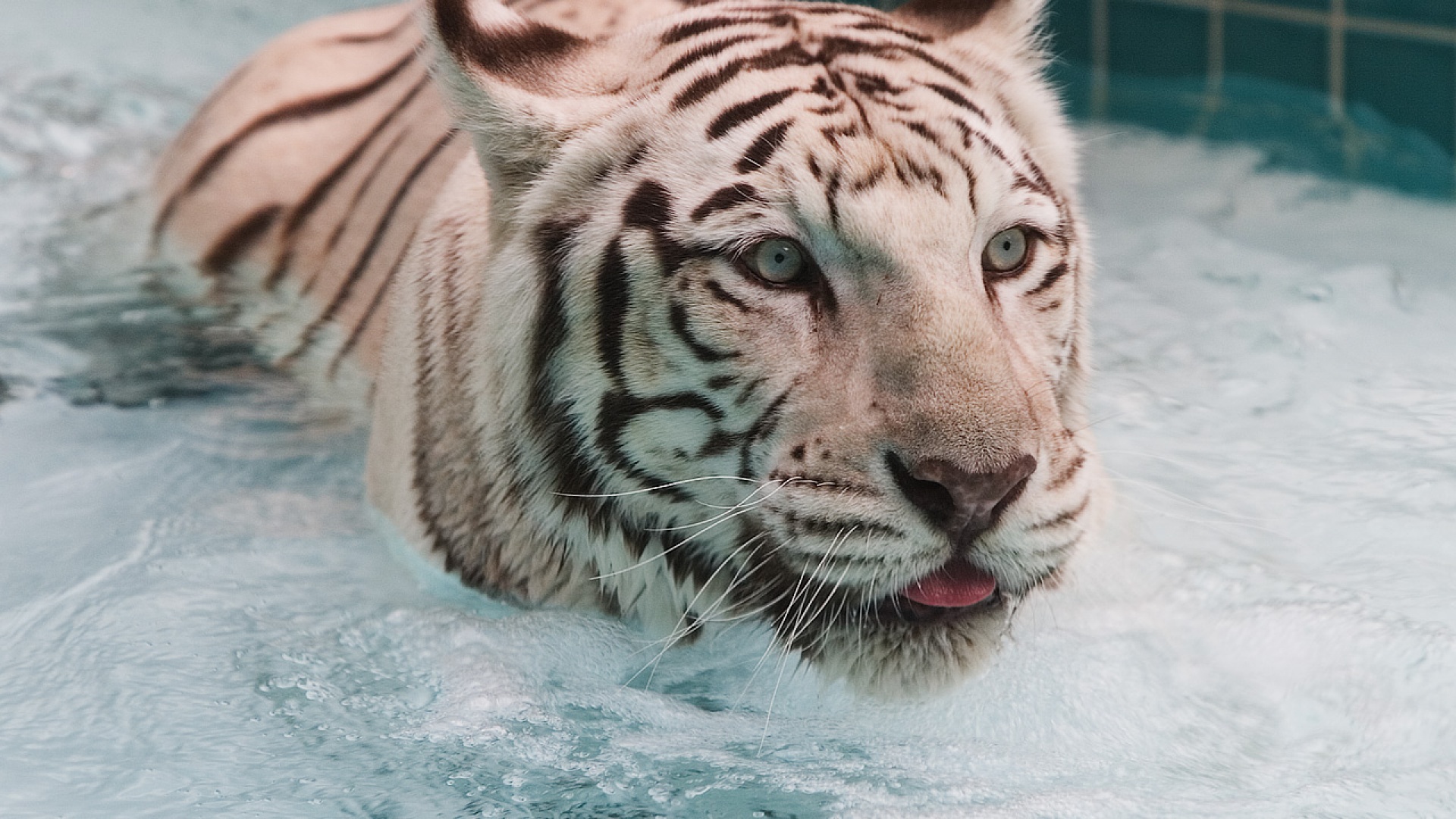 Fond d'ecran Tigre dans l'eau