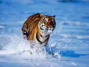 Tigre court dans l'eau