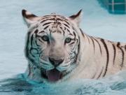 Tigre dans l'eau