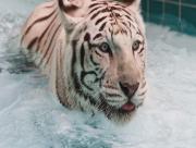 Tigre dans l'eau