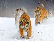 Tigres dans la glace