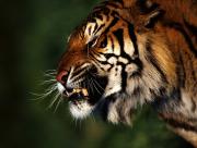 Tigre féroce