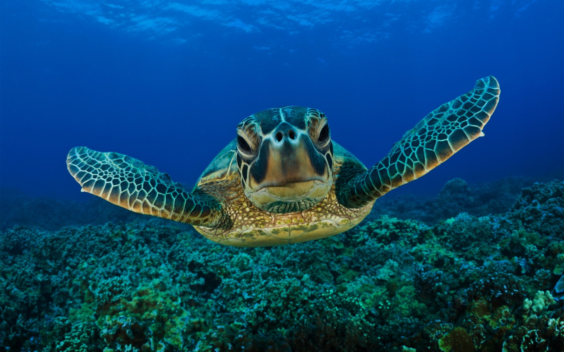 Fond d'ecran Tortue de mer