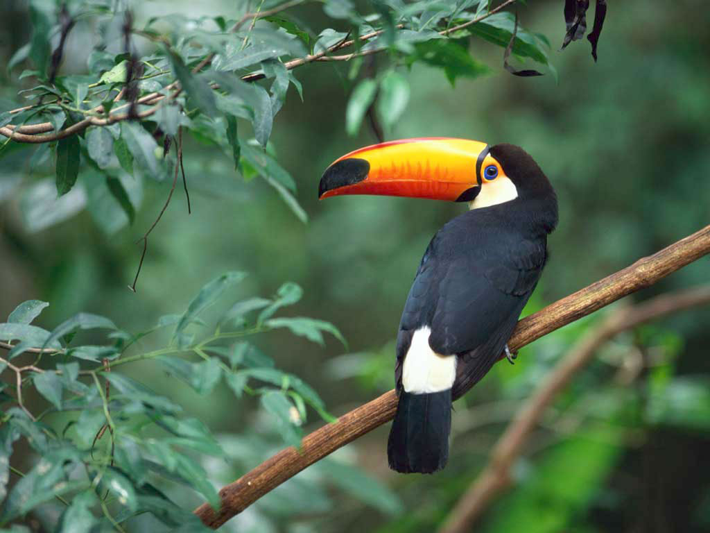 Fond d'ecran Toucan