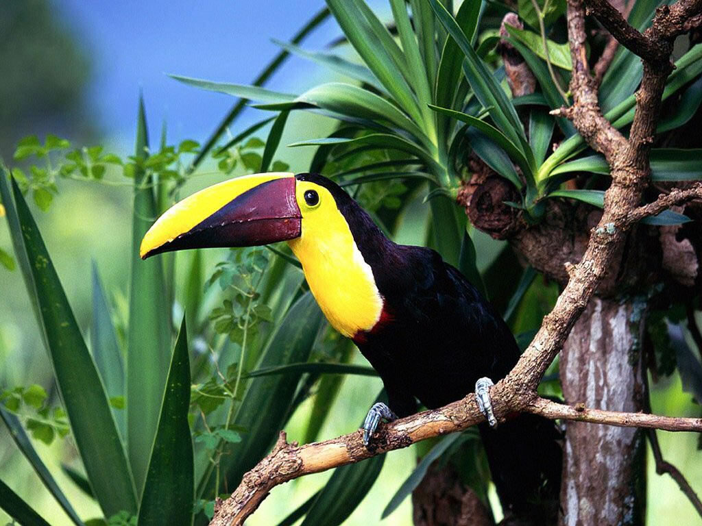 Fond d'ecran Toucan