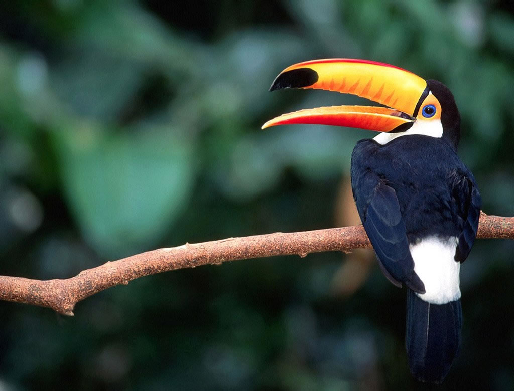 Fond d'ecran Toucan