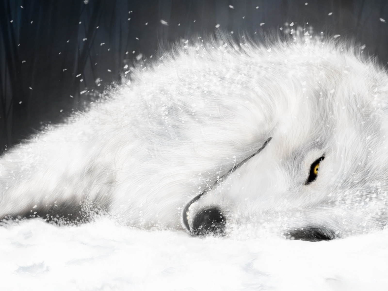 Fond d'ecran Loup blanc