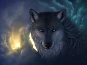 Loup gris