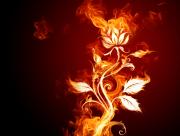 Rose en Flamme