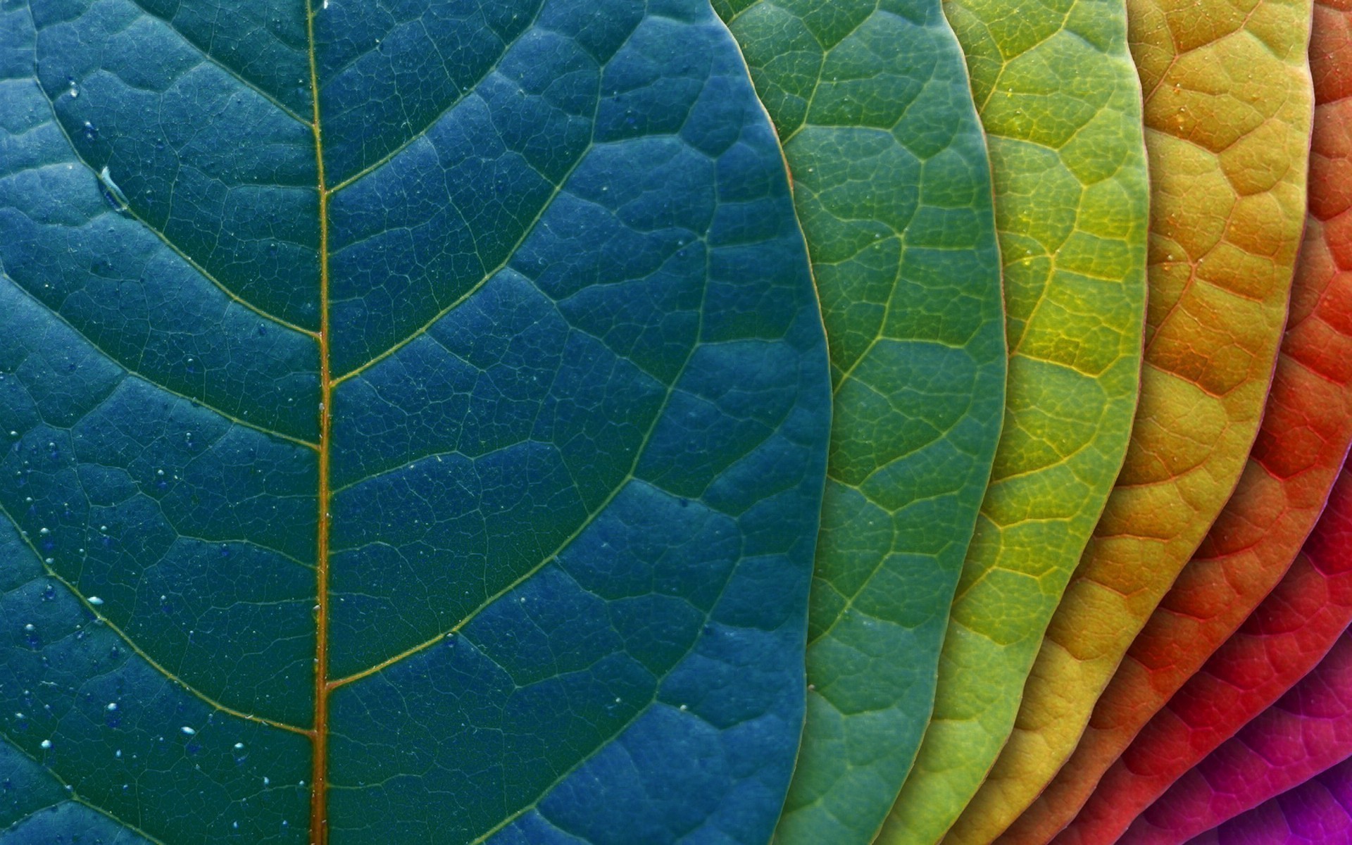 Fond d'ecran Feuilles couleurs