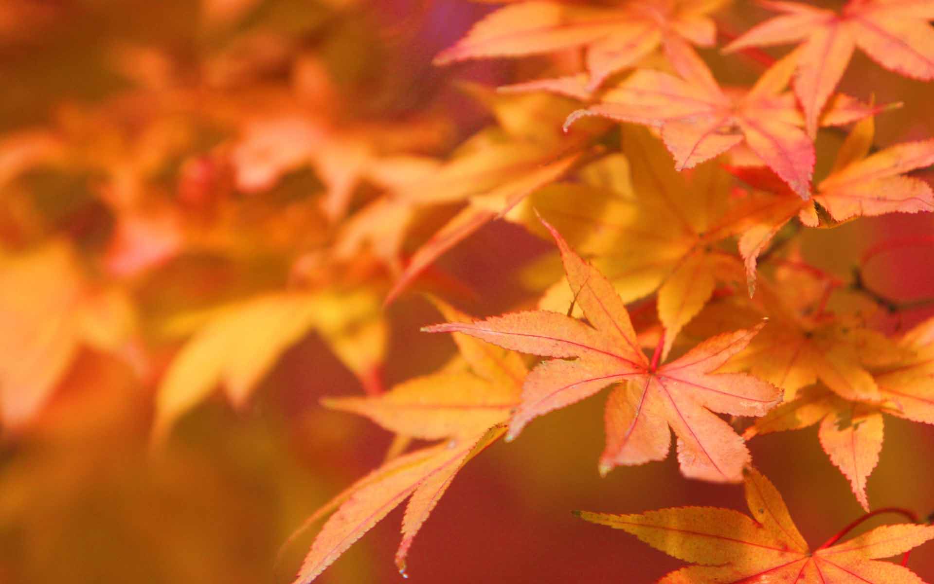 Fond d'ecran Automne