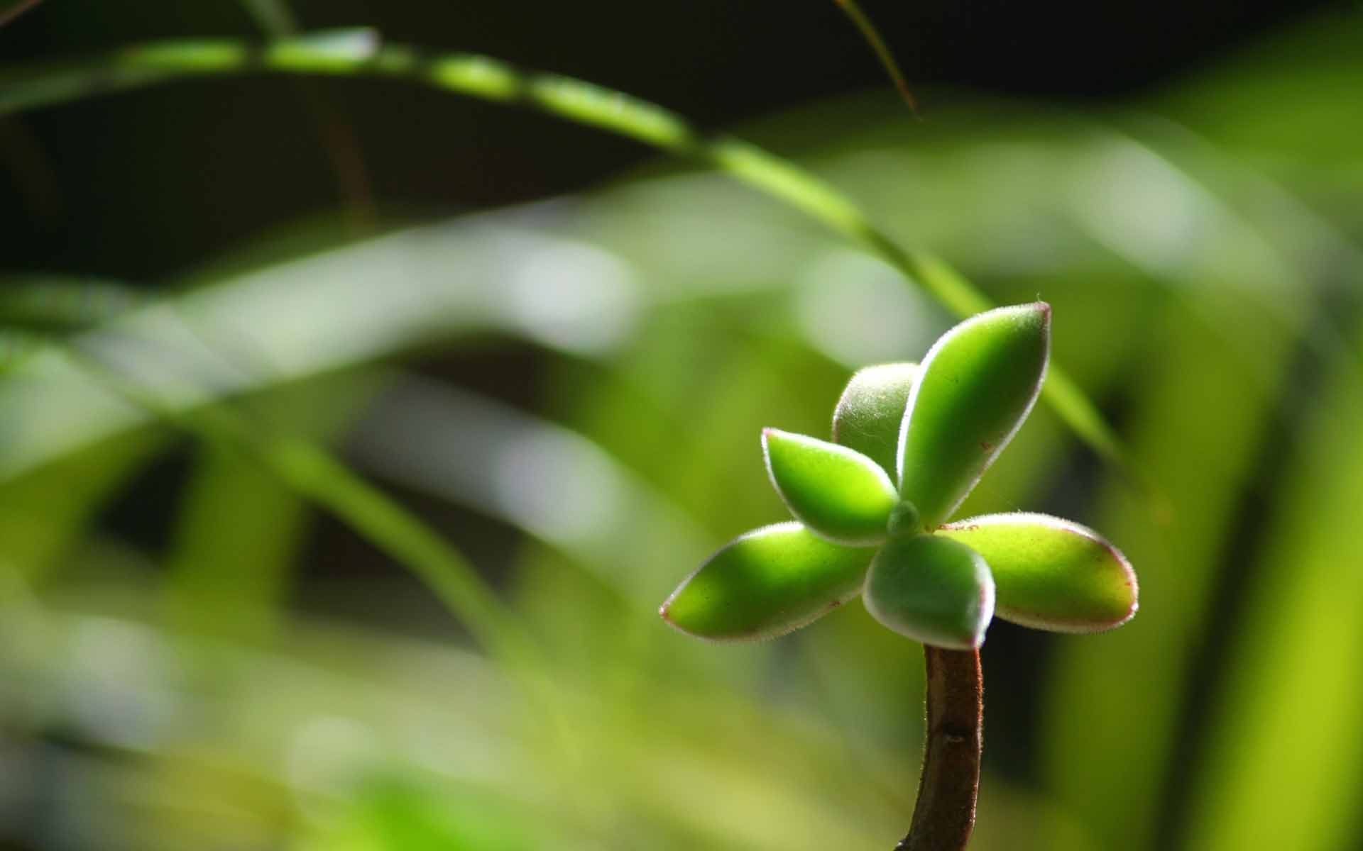 Fond d'ecran Pousse verte