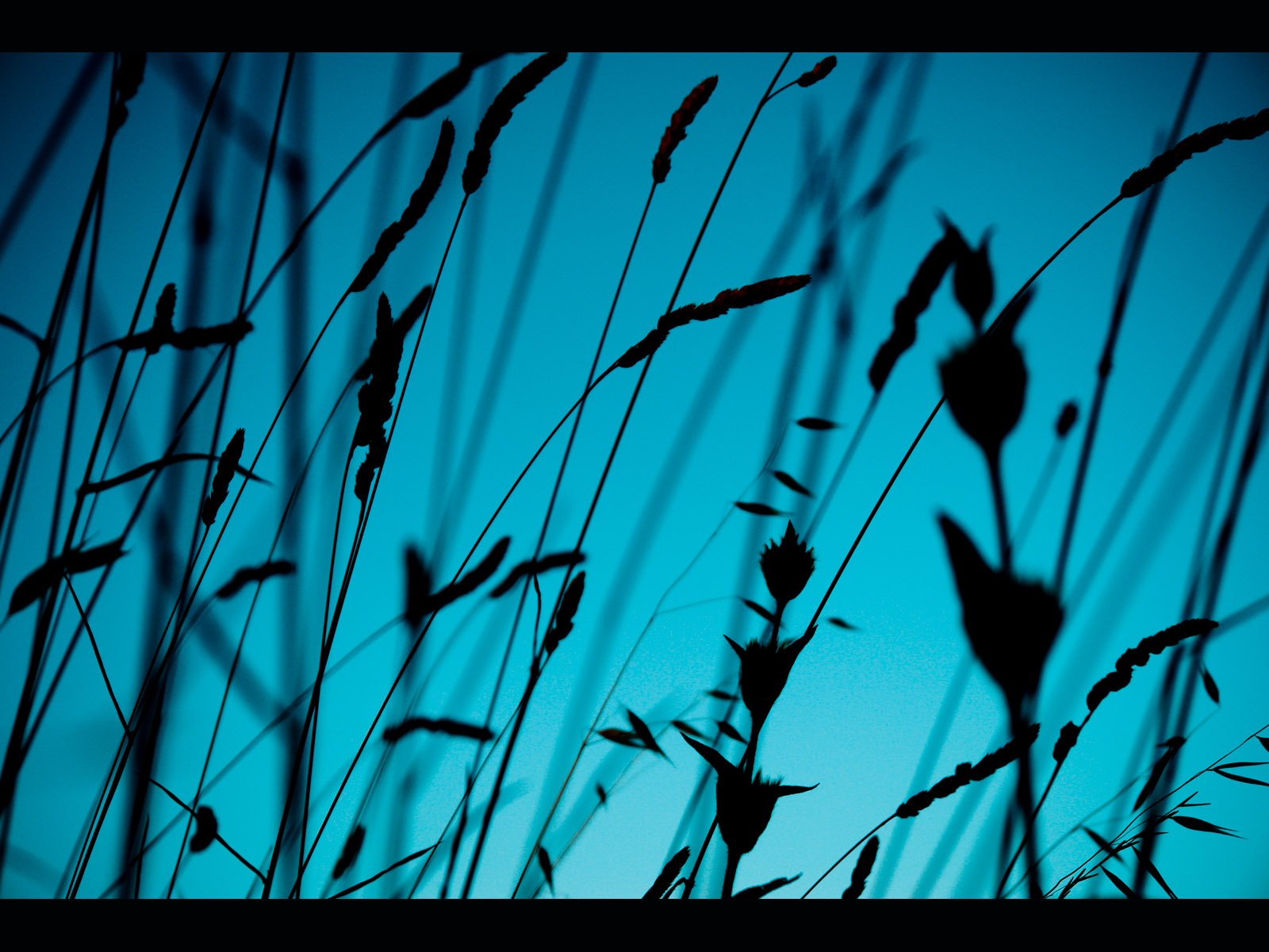 Fond d'ecran herbes bleues