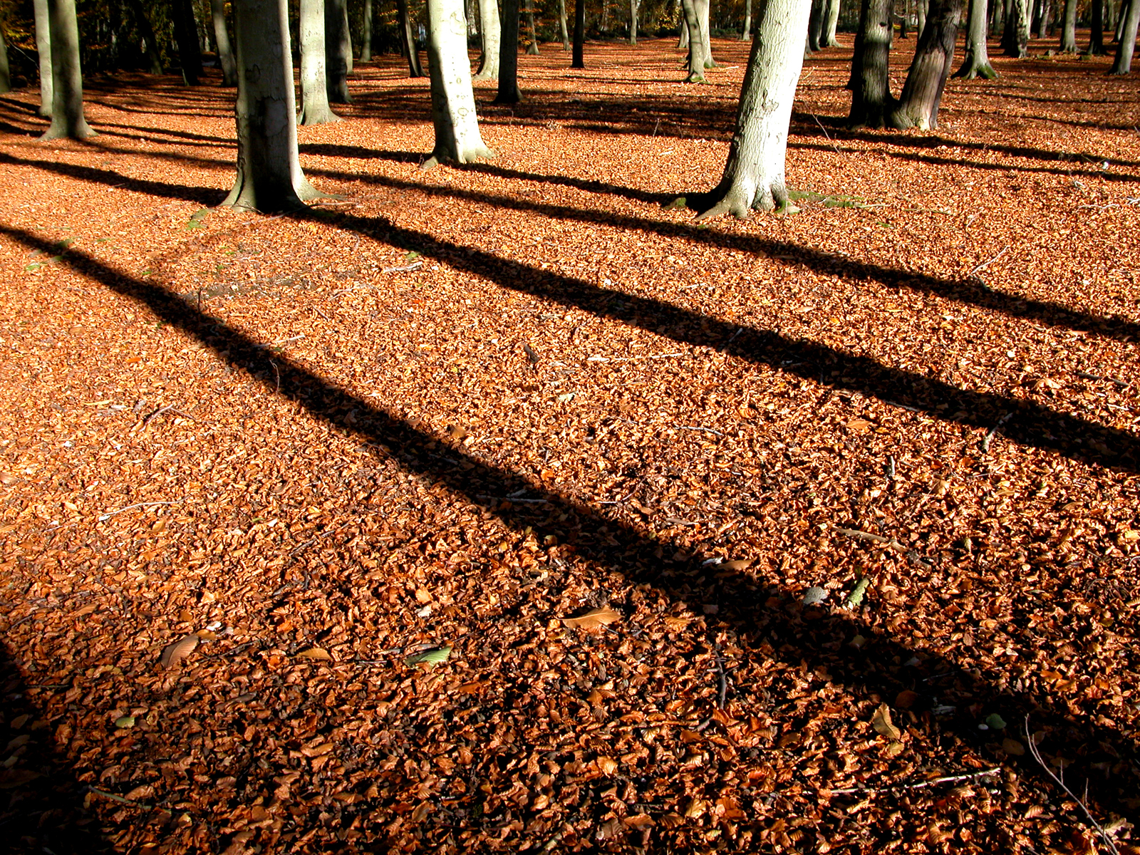 Fond d'ecran Ombres en foret