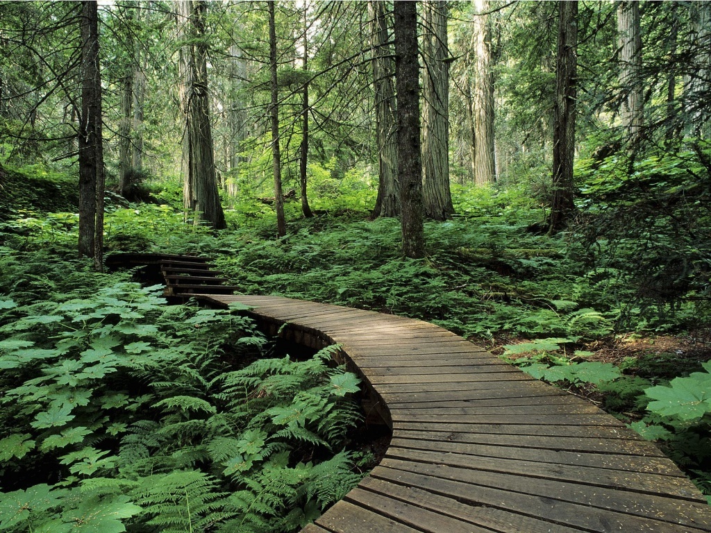 Fond d'ecran Chemin de bois en foret