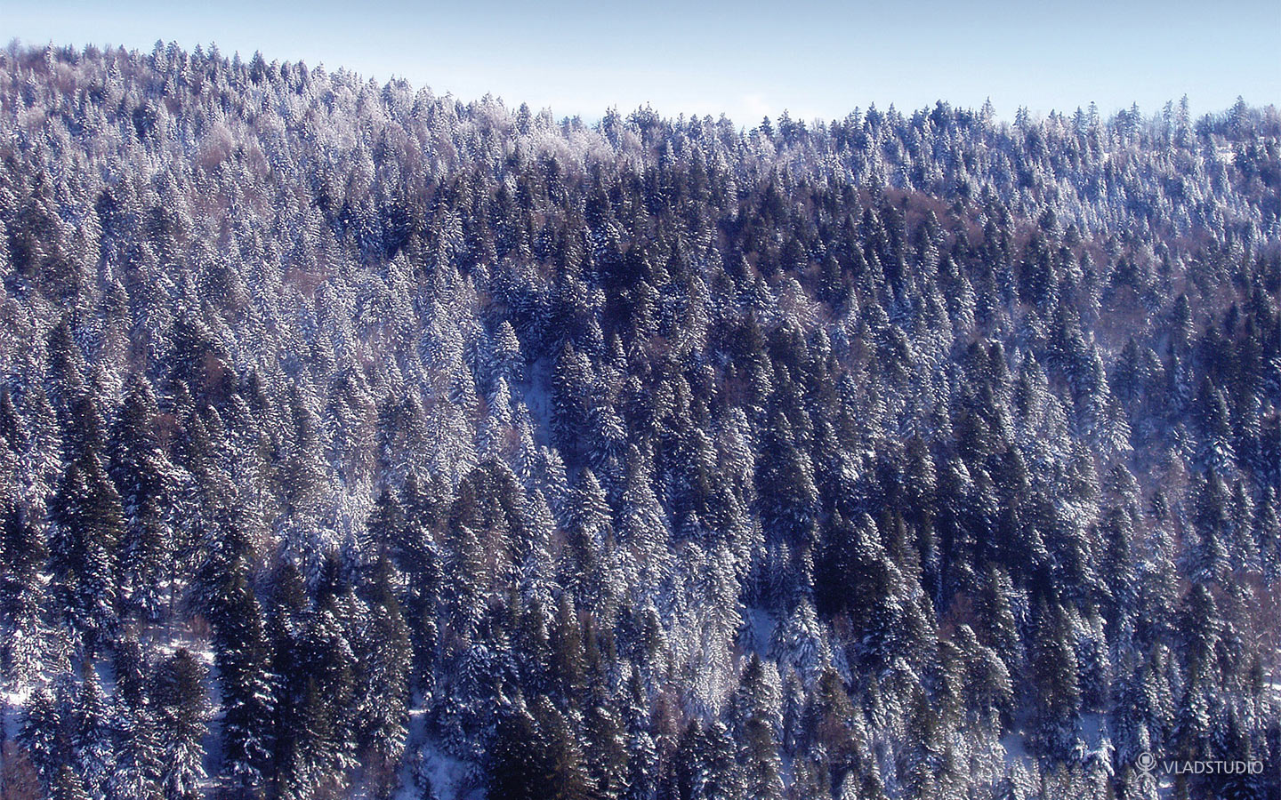 Fond d'ecran Sapins sous le neige