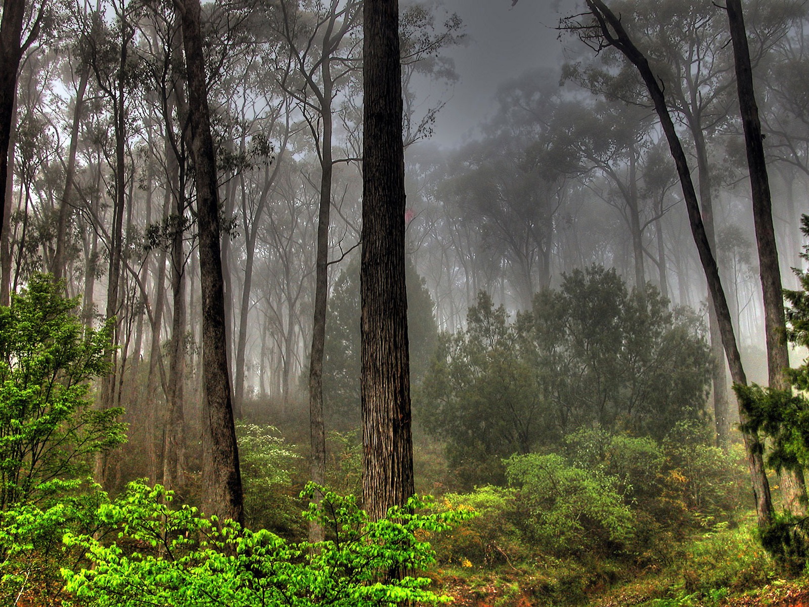 Fond d'ecran Pleine foret