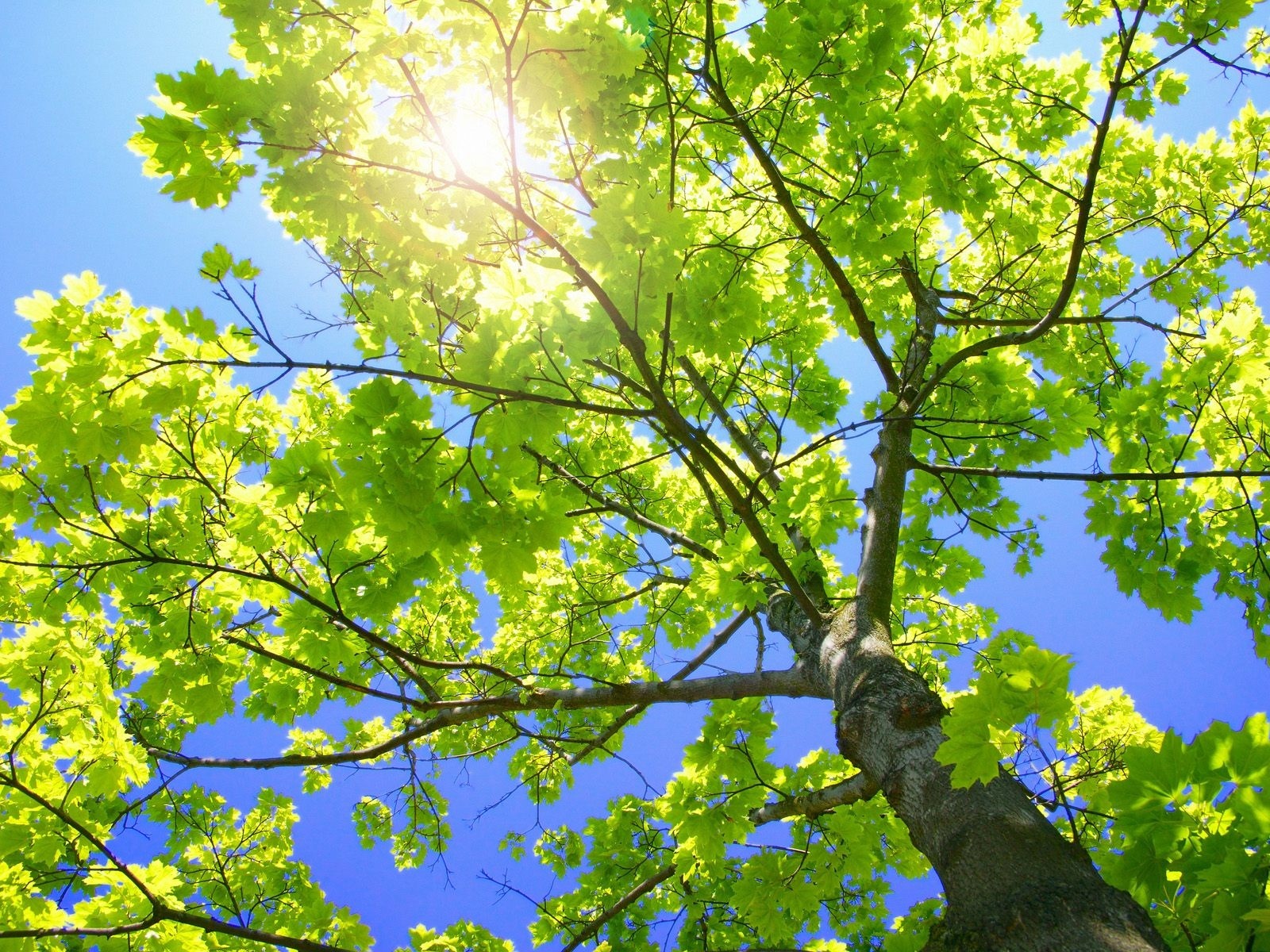 Fond d'ecran Arbre sous le soleil