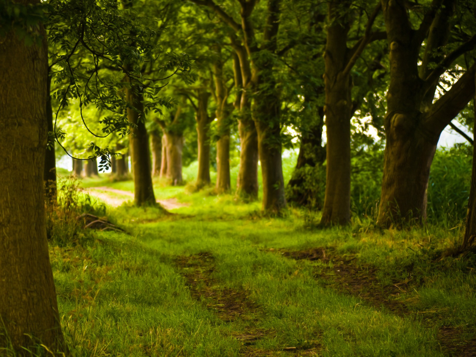 Fond d'ecran Dans les bois