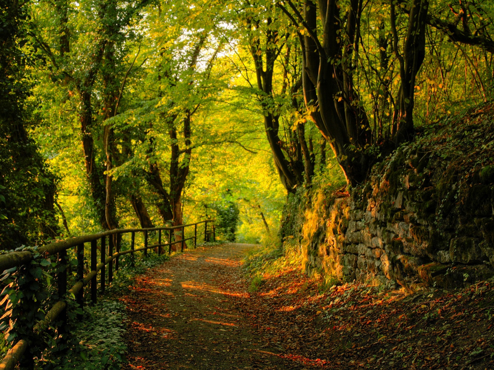 Fond d'ecran Promenade dans les bois