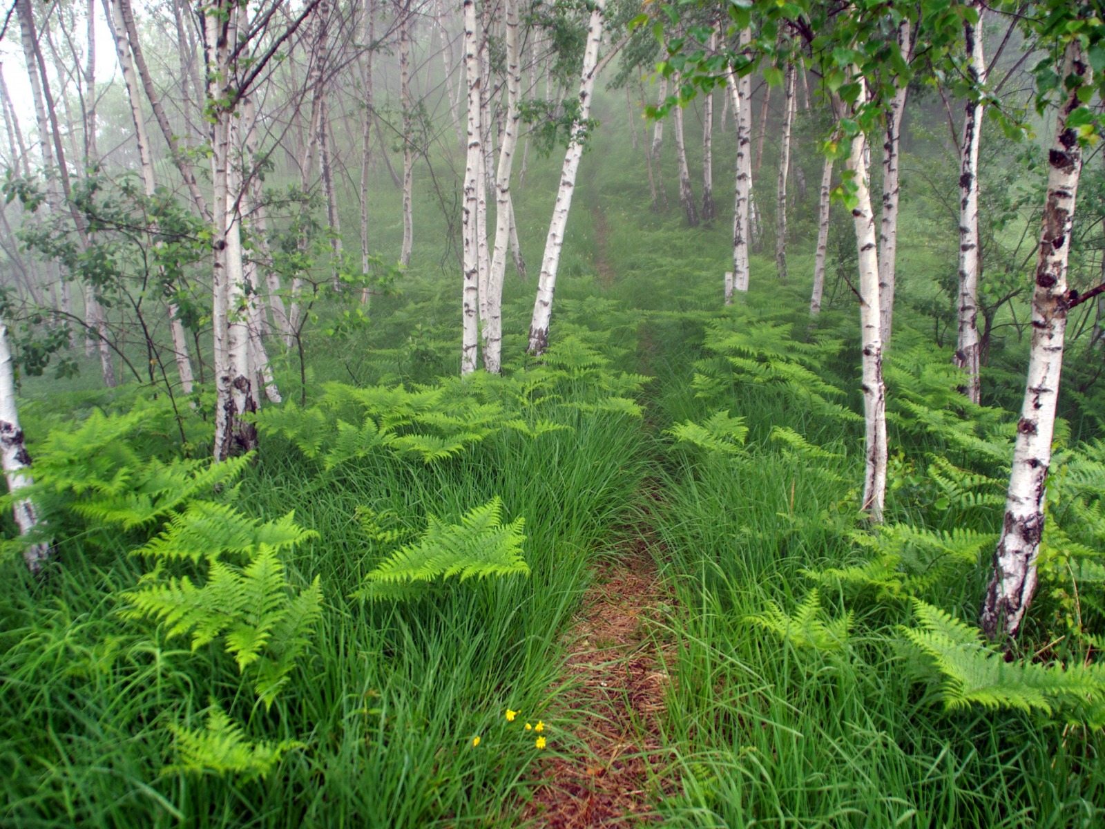 Fond d'ecran A travers le bois