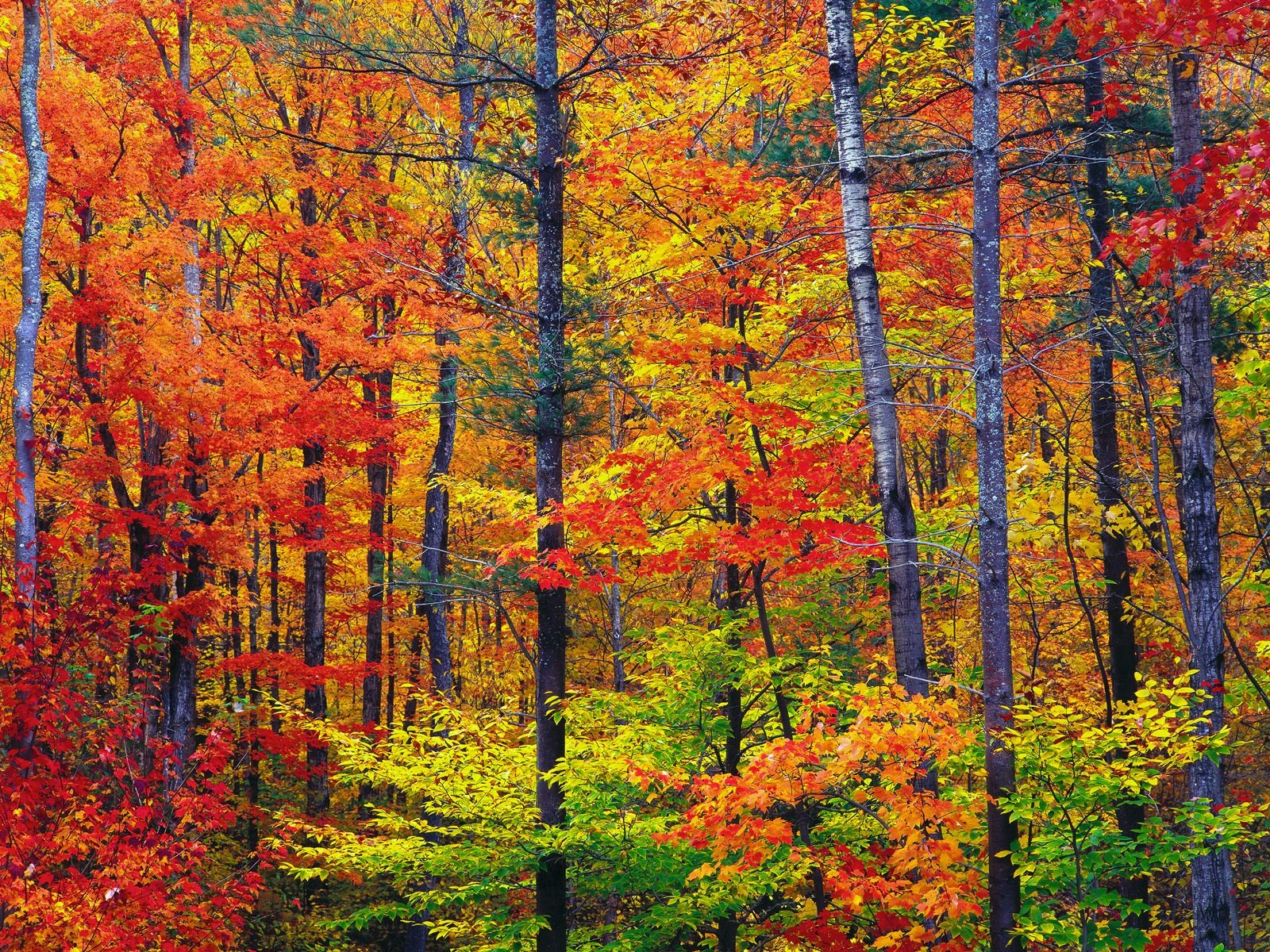 Fond d'ecran Couleurs d'automne