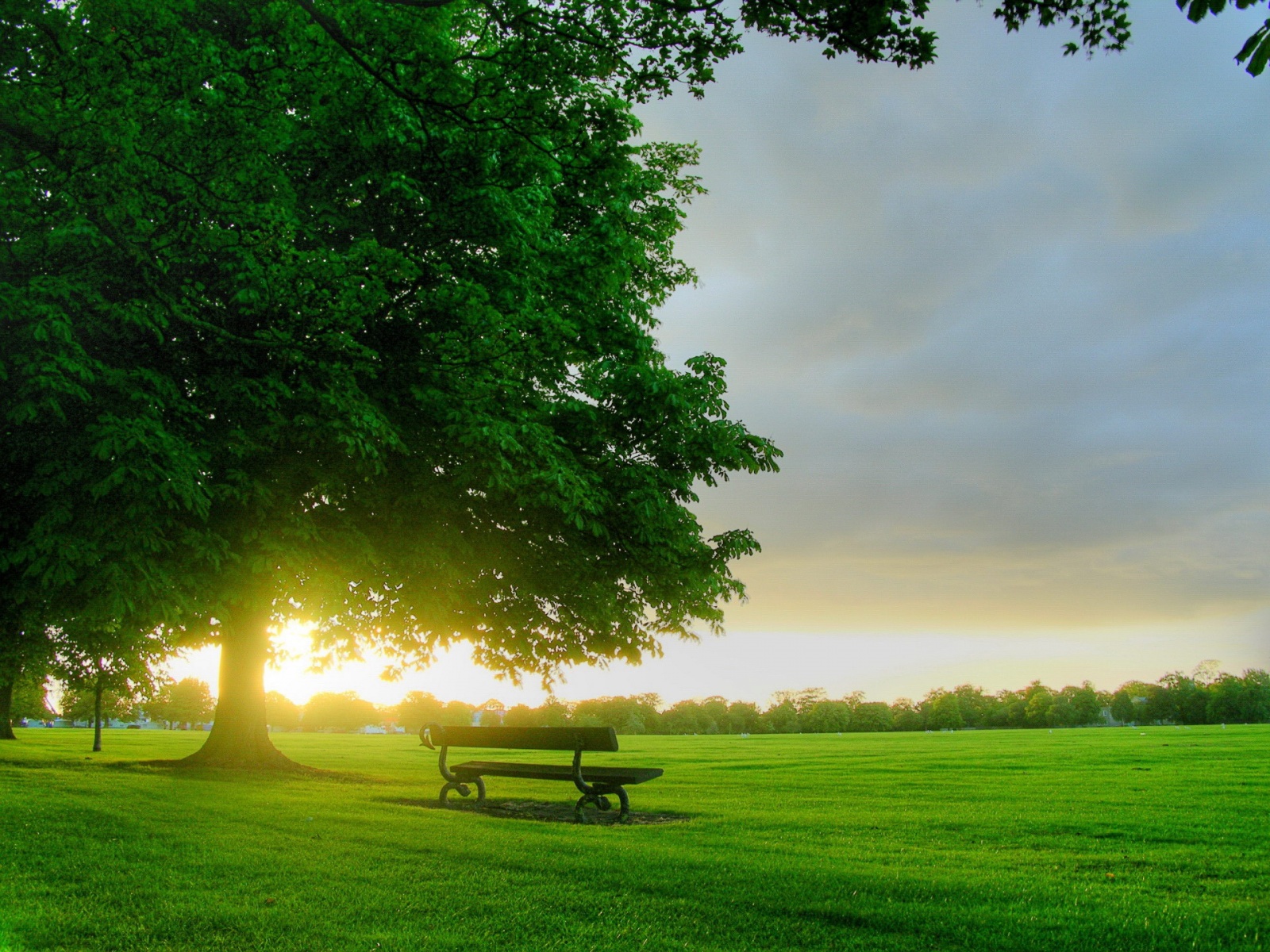 Fond d'ecran Banc sous un arbre