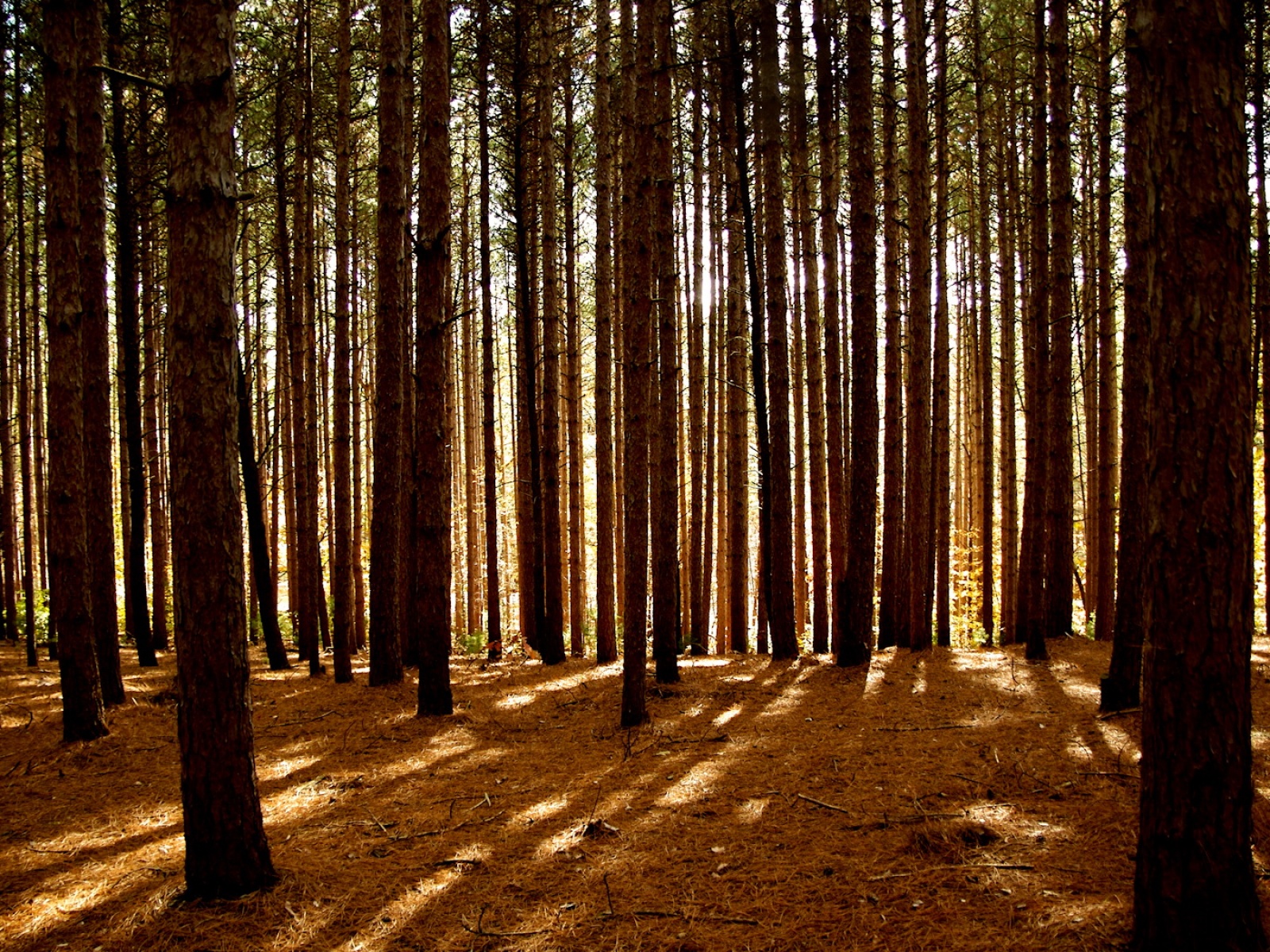 Fond d'ecran Foret de pins