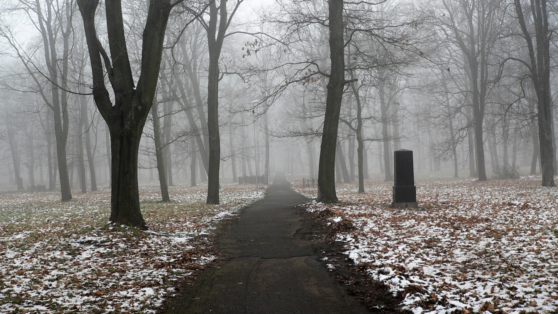 Fond d'ecran Chemin dans les bois