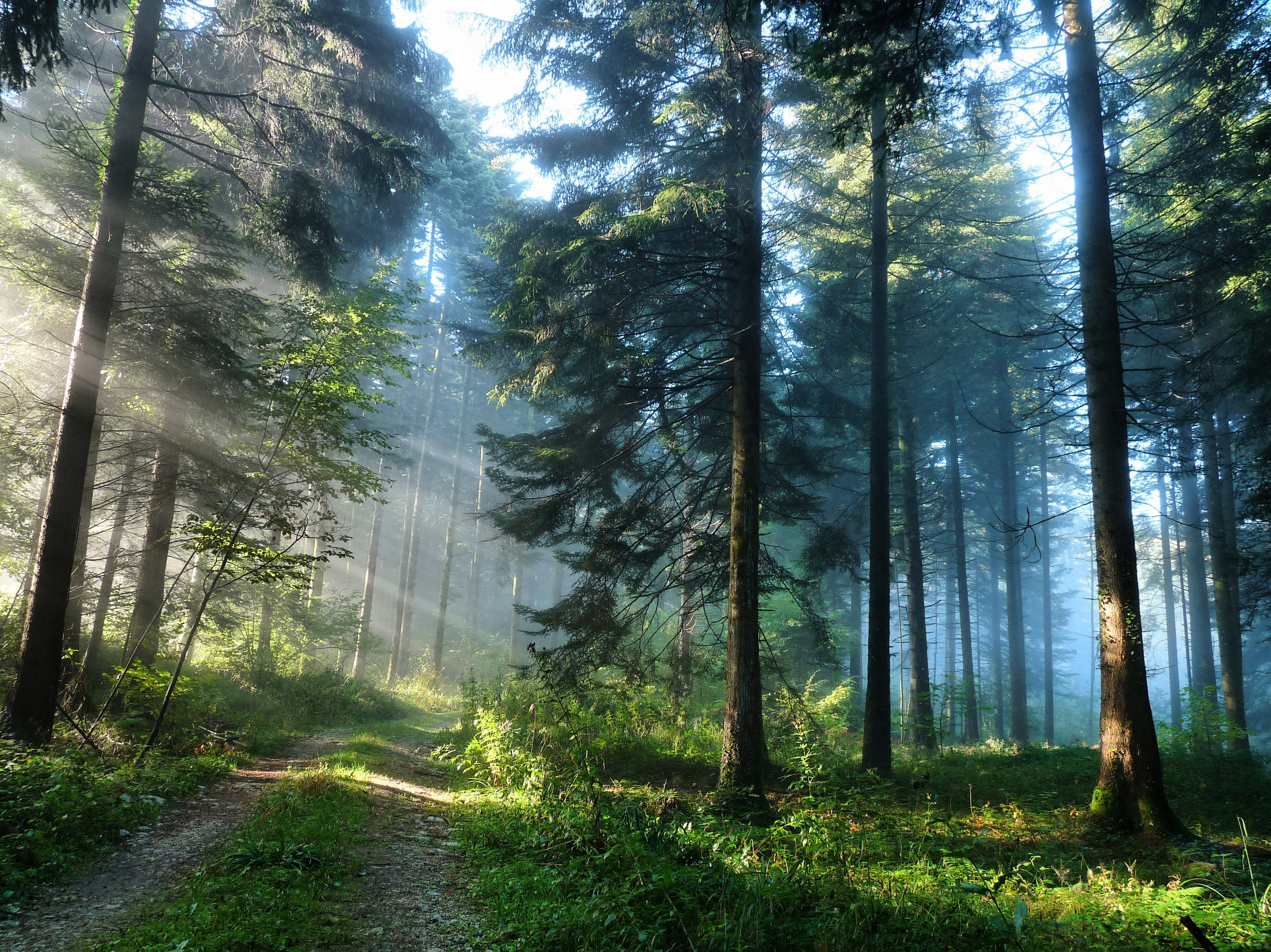 Fond d'ecran Chemin dans les bois