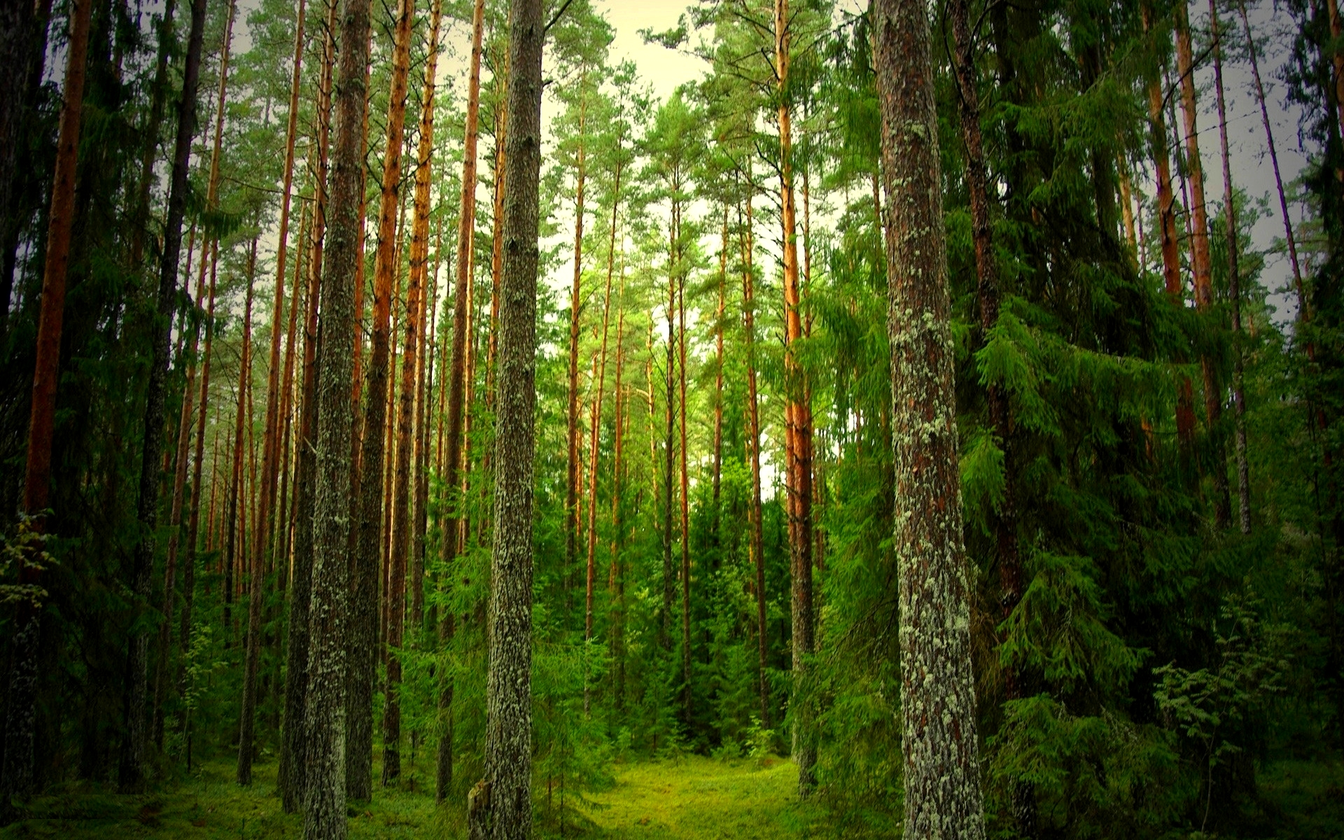 Fond d'ecran Arbres denses