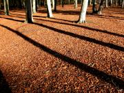 Ombres en foret