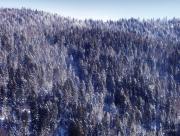 Sapins sous le neige