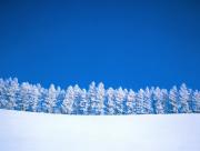 Range de sapins sous la neige