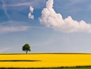 Arbre dans un champ