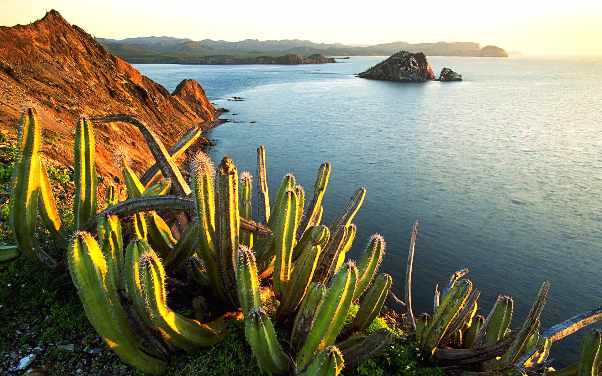 Fond d'ecran Cactus face  la mer