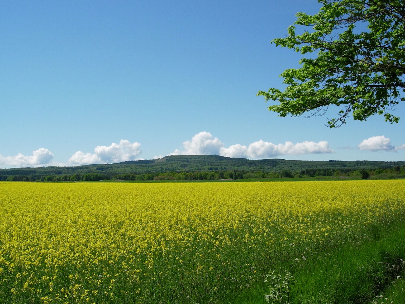 Fond d'ecran Champ de colza