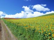 Champ de tournesols sous soleil radieux