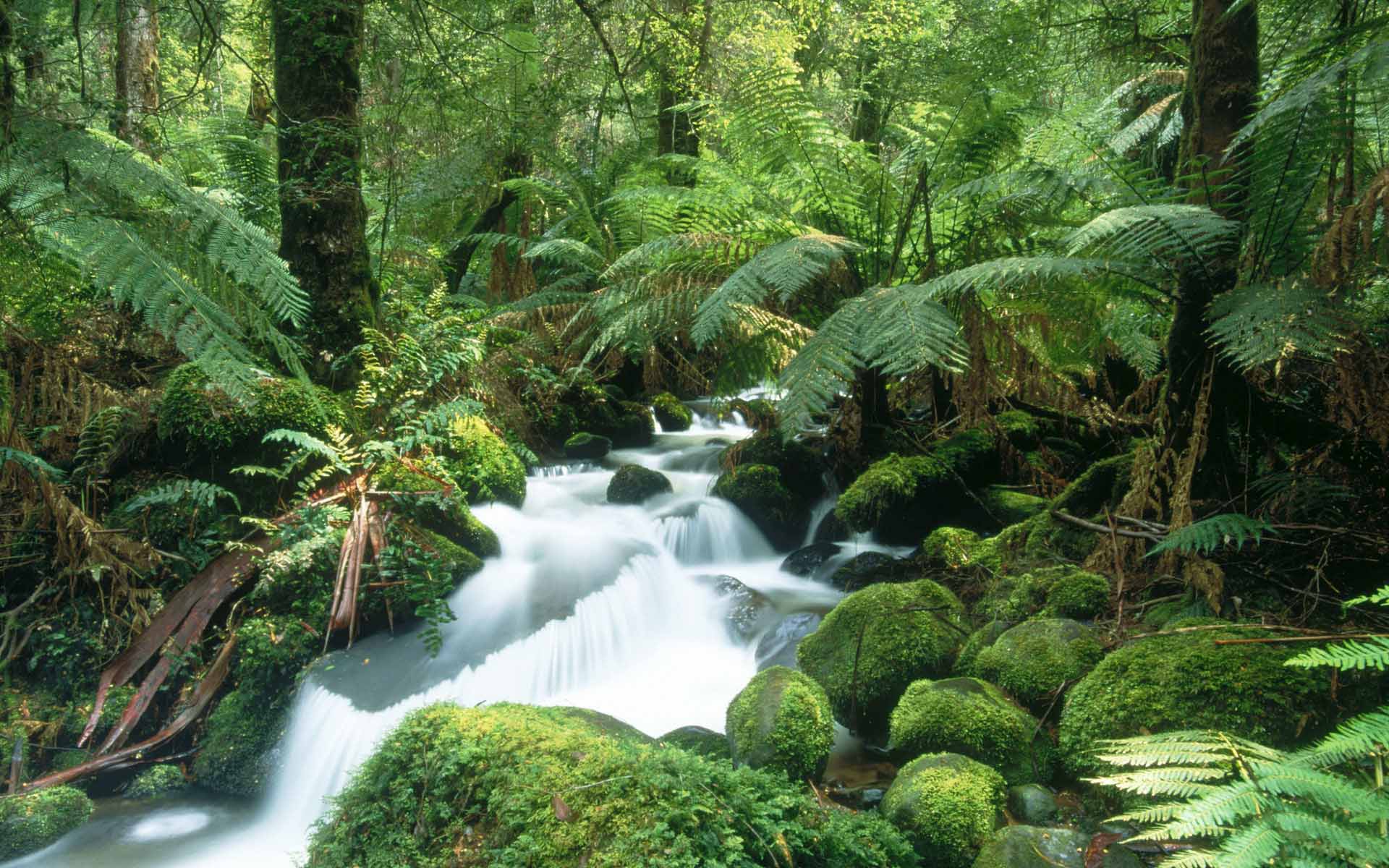 Fond d'ecran Torent en pleine nature