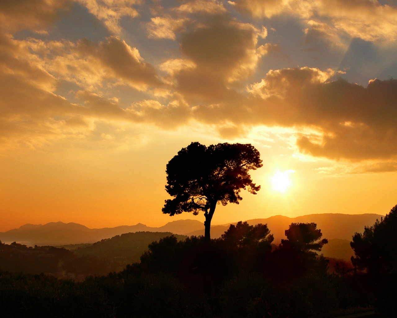 Fond d'ecran Arbre couch de soleil