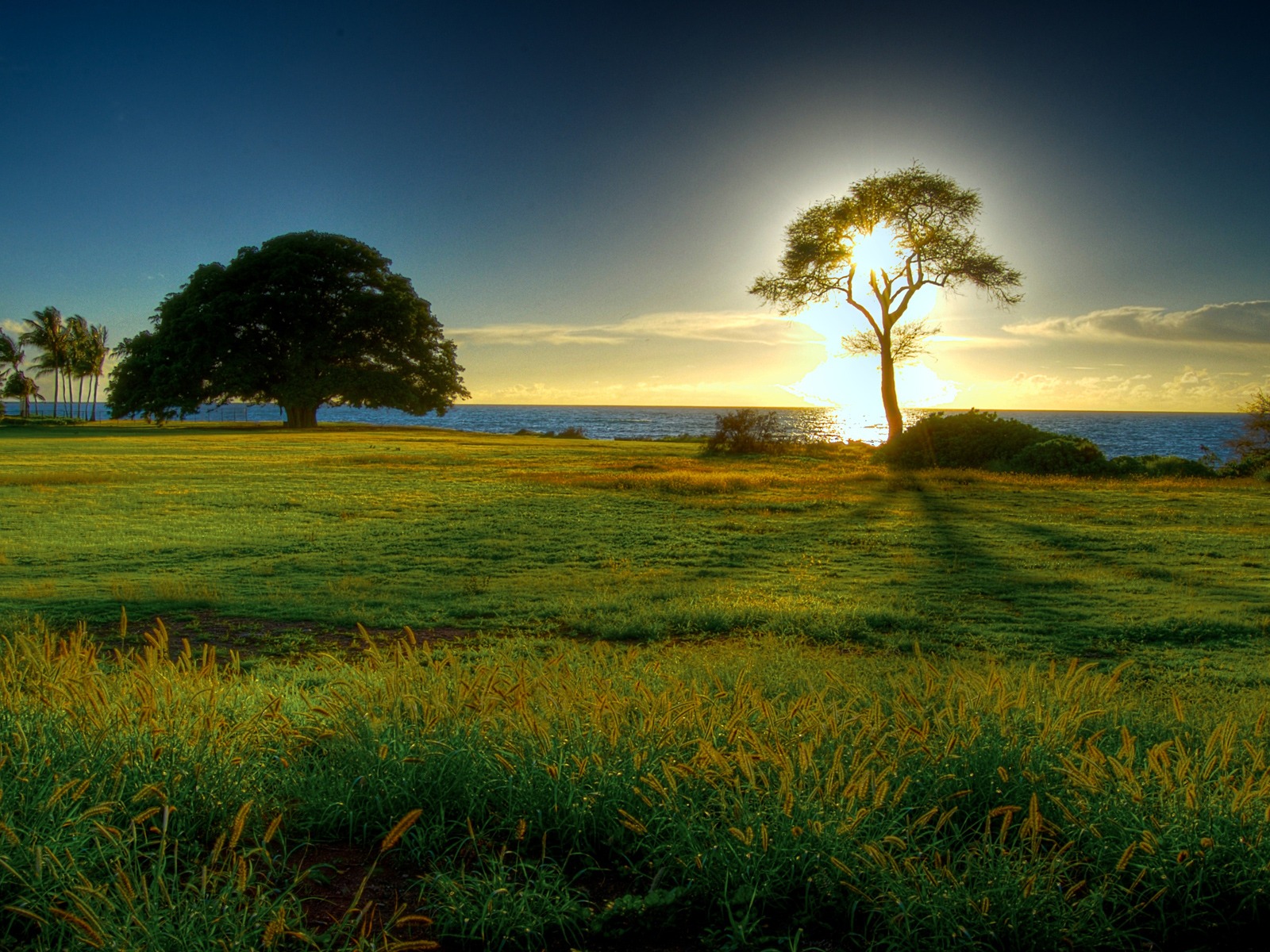 Fond d'ecran Arbre cache le soleil