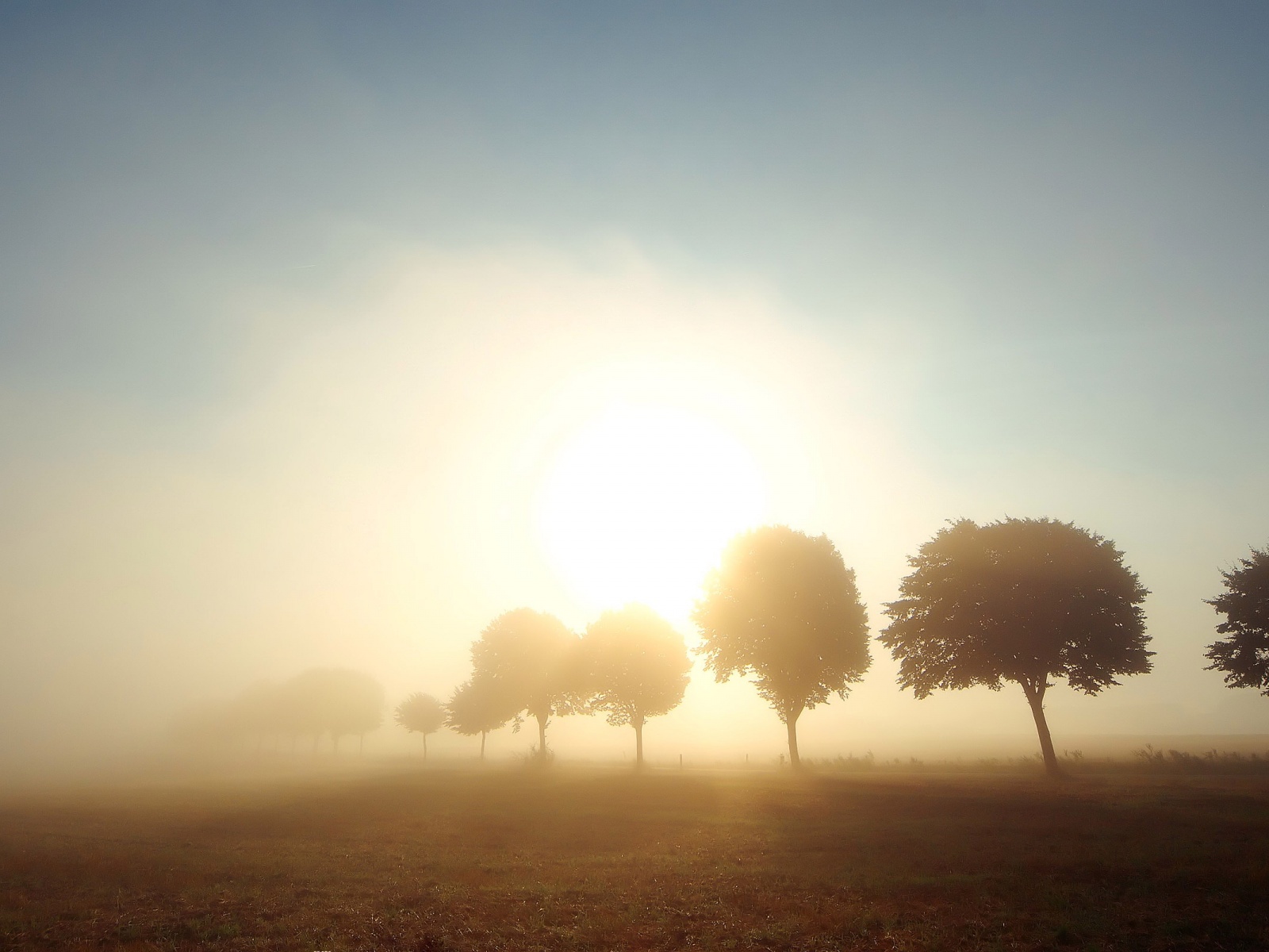 Fond d'ecran Soleil sur champ