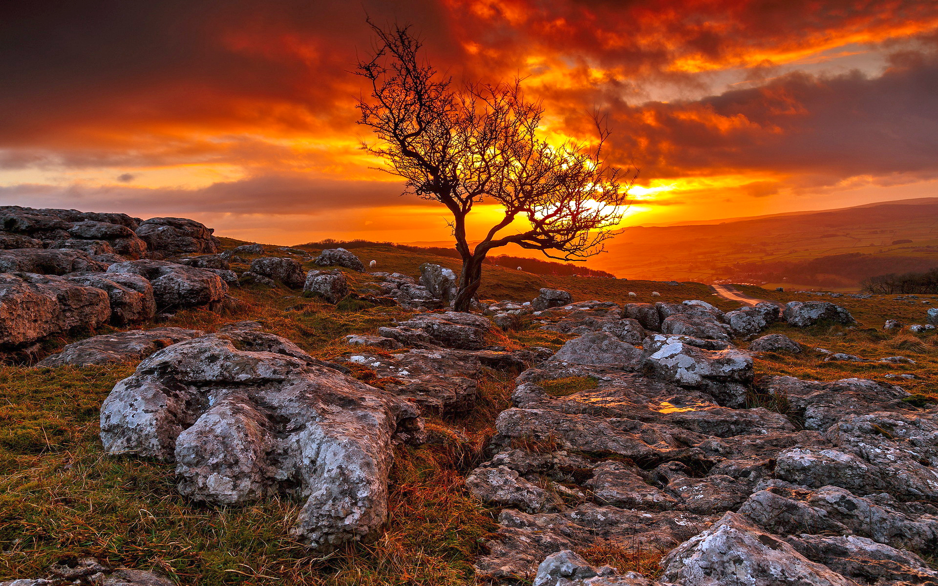 Fond d'ecran Arbre et roche