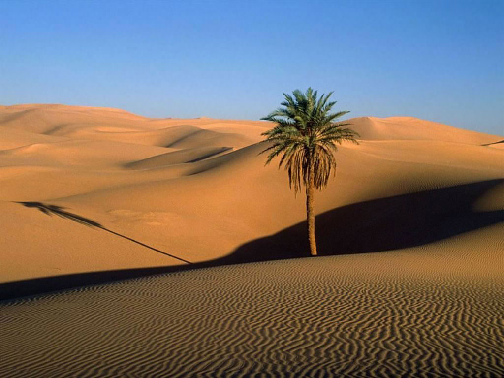 Fond d'ecran Oasis dans le dsert